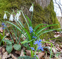 fileadmin/roha/images_galerie/Baum-natur-garten/Natur-Wildblumen-Landschaft/BL-WIESE-FRUEHL-AUW-0001-D-roha-Blumenwiese-Fruehling-Schneegloeckchen-Galanthus-Josefbluemchen-Blaustern-Scilla-bifolia-Auwald.png