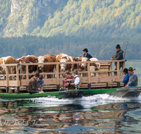 fileadmin/roha/images_galerie/brauchtum/Almabtrieb/Almabtrieb-Koenigssee/BR-ALMAB-BGD-2015-0933-07-D-roha-Brauchtum-Almabtrieb-Koenigssee-Salet-Schoenau-Boot.png