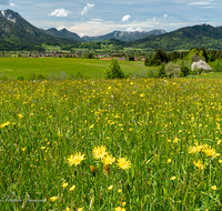 fileadmin/roha/images_galerie/orte_landschaft/Inzell/INZ-0131-D-roha-Inzell-Panorama-Blumenwiese.png