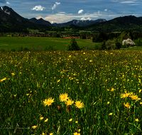 fileadmin/roha/images_galerie/orte_landschaft/Inzell/INZ-0131-D-roha-Inzell-Panorama-Blumenwiese.png