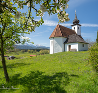 fileadmin/roha/images_galerie/orte_landschaft/Saaldorf/SAAL-SILL-0010-D-roha-Saaldorf-Sillersdorf-Kirche-St-Georg-Obst-Baum.png