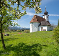 fileadmin/roha/images_galerie/orte_landschaft/Saaldorf/SAAL-SILL-0010-D-roha-Saaldorf-Sillersdorf-Kirche-St-Georg-Obst-Baum.png