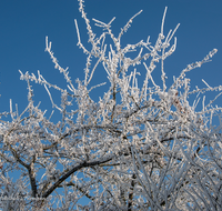 fileadmin/roha/images_galerie/Winter/WINT-WALD-0002-D-roha-Winter-Wald-Schnee-Rauhreif.png