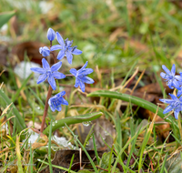 fileadmin/roha/images_galerie/Baum-natur-garten/Natur-Wildblumen-Landschaft/BL-BLAUST-0018-D-roha-Blumen-Blaustern-Josefsbluemchen-Scilla-bifolia.png