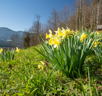 fileadmin/roha/images_galerie/Baum-natur-garten/Natur-Wildblumen-Landschaft/BL-WIESE-FRUEHL-NAR-0021-D-roha-Blumenwiese-Fruehling-wilde-Narzisse-Gierstling.png