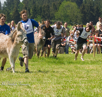 fileadmin/roha/images_galerie/brauchtum/Leonhardiritt/Holzhausen_01/Eselrennen/BR-PFRI-HOLZ-ESELR-0002-D-roha-Brauchtum-Holzhausen-Eselrennen.png