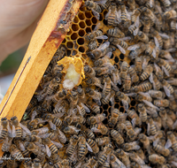 fileadmin/roha/images_galerie/Tiere/TIE-BIEN-0014-D-roha-Tiere-Insekten-Honig-Biene-Wabe-Apis-mellifera-Koenigin-Weisel.png