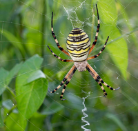 fileadmin/roha/Interessantes-in-Kurzform/ab-5-2022/TIE-SPIN-0001-01-D-roha-Tiere-Spinne-Wespenspinne-Argiope-bruennichi-Spinnennetz.png