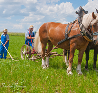 fileadmin/roha/images_galerie/brauchtum/Leonhardiritt/Holzhausen_01/Kaltblutfest/BR-PFRI-HOLZ-KALTBL-0001-5-D-roha-Brauchtum-Kaltblut-Pferd-Fest-Arbeit-Holzhausen-Maehwerk.png