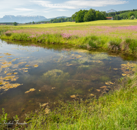 fileadmin/roha/images_galerie/orte_landschaft/Teisendorf/Weildorf/LANDS-TEIS-PATT-0024-D-roha-Landschaft-Teisendorf-Patting-Weiher.png