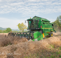 fileadmin/roha/images_galerie/Landwirtschaft/LANDW-MASCH-DRESCH-0008-D-roha-Landwirtschaft-Getreide-Maehdrescher-Stroh-Laufener-Landweizen.png