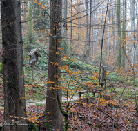 fileadmin/roha/images_galerie/orte_landschaft/Teisendorf/Geo-Park-Lehrpfad/WEGE-TEIS-VERS-0011-01-D-roha-Weg-Teisendorf-Skulpturenweg-Wald-Herbst-Wegkreuz.png