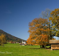 fileadmin/roha/images_galerie/orte_landschaft/Anger/Aufham/AUF-0021-D-roha-Aufham-Anger-Herbst-Eiche-Kirche-Stadel.png