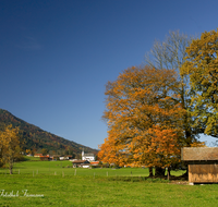 fileadmin/roha/images_galerie/orte_landschaft/Anger/Aufham/AUF-0021-D-roha-Aufham-Anger-Herbst-Eiche-Kirche-Stadel.png