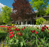 fileadmin/roha/images_galerie/orte_landschaft/Bad-Reich-Kurgarten-Beleuchtung/BAD-REI-KURGAR-0015-03-D-roha-Bad-Reichenhall-Kurgarten-Gradierwerk-Brunnnen-Tulpen.png