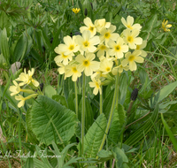 fileadmin/roha/images_galerie/Baum-natur-garten/Natur-Wildblumen-Landschaft/BL-SCHLUESS-0010-01-PS-D-roha-Blumen-Schluesselblume-gelb-Fruehling-Primula-veris.png