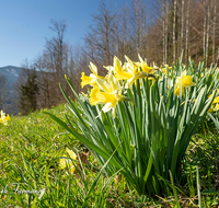 fileadmin/roha/Interessantes-in-Kurzform/BL-WIESE-FRUEHL-NAR-0021-D-roha-Blumenwiese-Fruehling-wilde-Narzisse-Gierstling.png