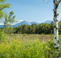 fileadmin/roha/images_galerie/orte_landschaft/Petting/Schoenramer-Moor/PE-SCHOENR-MOOR-0061-0-01-D-roha-Petting-Schoenramer-Moor-Birke-Hochstaufen-Zwiesel.png