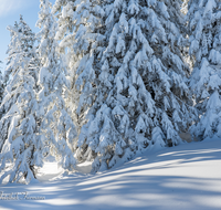 fileadmin/roha/images_galerie/Winter/WINT-BGD-ROS-0008-D-roha-Winter-Wald-Berchtesgaden-Schnee-Fichten-Rossfeld.png