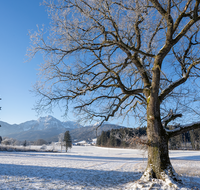 fileadmin/roha/images_galerie/orte_landschaft/Anger/Anger/AN-LANDS-WI-0001-D-roha-Anger-Landschaft-Eiche-Winter-Steinhoegl-Schutzgebiet-Hochstaufen.png