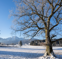 fileadmin/roha/images_galerie/orte_landschaft/Anger/Anger/AN-LANDS-WI-0001-D-roha-Anger-Landschaft-Eiche-Winter-Steinhoegl-Schutzgebiet-Hochstaufen.png