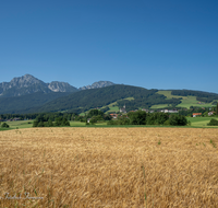 fileadmin/roha/images_galerie/orte_landschaft/Anger/Anger/Anger-Landschaft/LANDW-FELD-GETR-ANG-0002-D-roha-Landwirtschaft-Getreide-Anger.png