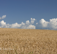 fileadmin/roha/images_galerie/Landwirtschaft/LANDW-GETR-0004-D-roha-Landwirtschaft-Getreide-Feld-Weizen-Himmel-weiss-blau.png