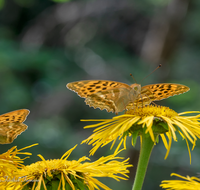 fileadmin/roha/images_galerie/Tiere/TIE-SCHMETT-KAIS-0003-D-roha-Tier-Schmetterling-Kaisermantel-Argynnis-paphia.png