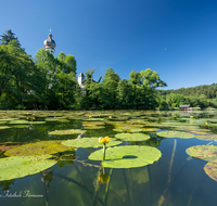 fileadmin/roha/images_galerie/orte_landschaft/Anger/Hoeglwoerth/AN-HOE-0054-30-D-roha-Anger-Hoeglwoerth-Wasser-See-Rose.png