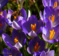 fileadmin/roha/images_galerie/Tiere/Insekten/BL-KROK-0014-8760-D-roha-Blumen-Krokus-Fruehling-lila-Biene-Apis-mellifera-crocus-Anthophila.png