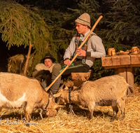 fileadmin/roha/images_galerie/orte_landschaft/Bad_Reichenhall_-_Stallweihnacht/BR-WEIH-STALL-2019-2033-D-roha-Brauchtum-Weihnachten-Krippe-Stall-Weihnacht-Bad-Reichenhall-Hirten.png