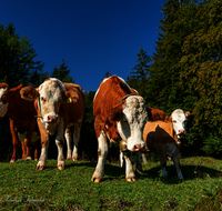 fileadmin/roha/images_galerie/Tiere/Kuh-Schaf-Pferd-Ziege/TIE-KUEHE-WEISSB-0001-D-roha-Kuehe-Weissbach-Weide.png