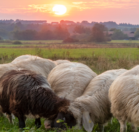 fileadmin/roha/random/galerie/TIE-SCHAF-HAARM-SO-0001-1902-D-roha-Tiere-Schaf-Sonnenuntergang-Haarmoos.png