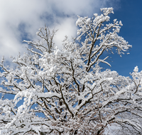 fileadmin/roha/images_galerie/Baum-natur-garten/Baeume/BAUM-WINT-0002-D-roha-Baum-Winter-Schnee.png