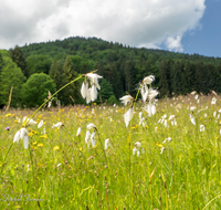 fileadmin/roha/images_galerie/Baum-natur-garten/Natur-Wildblumen-Landschaft/BL-WIESE-ANG-REIT-WOLLGR-0008-D-roha-Blumenwiese-Anger-Reitberg-Wollgras.png