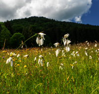 fileadmin/roha/images_galerie/Baum-natur-garten/Natur-Wildblumen-Landschaft/BL-WIESE-ANG-REIT-WOLLGR-0008-D-roha-Blumenwiese-Anger-Reitberg-Wollgras.png