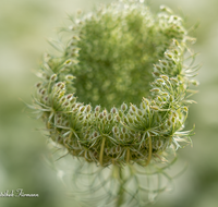 fileadmin/roha/images_galerie/Baum-natur-garten/Natur-Wildblumen-Landschaft/BL-WIESE-UF-MOE-0005-D-roha-Blumenwiese-Wilde-Moehre-Samenstand-Daucus-carota-subsp_01.png