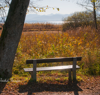 fileadmin/roha/images_galerie/Zaun-Bank/LANDA-BANK-CHIEM-0001-D-roha-Landart-Bank-Chiemsee-Herbst-Schilf-Stimmung.png