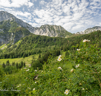 fileadmin/roha/images_galerie/orte_landschaft/Piding/PID-STEIN-ALM-0015-0-01-D-roha-Piding-Steiner-Alm-Hochstaufen-Mittelstaufen-Zwiesel-Rose.png