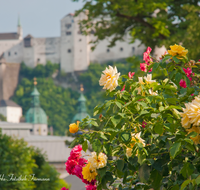 fileadmin/roha/images_galerie/orte_landschaft/Salzburg/Mirabell-Zwergerlgarten/SA-MIRA-GART-0013-D-roha-Salzburg-Mirabell-Schloss-Garten-Figuren-Festung-Hohensalzburg-Rosen.png