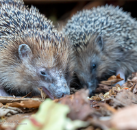 fileadmin/roha/images_galerie/Tiere/TIE-IGEL-0100-D-roha-Tiere-Igel-Erinaceidae.png