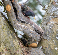 fileadmin/roha/images_galerie/Tiere/Vogel/TIE-VOEG-STAR-0012-02-D-roha-Tiere-Vogel-Star-Sturnus-vulgaris.png