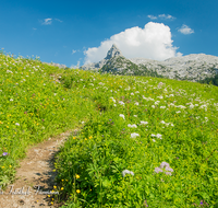 fileadmin/roha/images_galerie/orte_landschaft/Berchtesgaden/Nationalpark_Klausbachtal_Wimbachtal_-Klamm/BGD-NAT-FUNT-WEG-0002-D-roha-Berchtesgaden-Nationalpark-Steinernes-Meer-Schottmalhorn-Weg-Blumenwiese.png