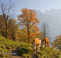 fileadmin/roha/images_galerie/orte_landschaft/Berchtesgaden/Ramsau/BGD-RA-LAN-0021-D-roha-Berchtesgaden-Ramsau-Alm-Kuh-Hochkalter-Herbst-Landwirtschaft.png