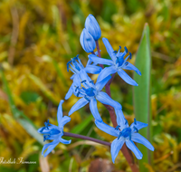 fileadmin/roha/images_galerie/Baum-natur-garten/Natur-Wildblumen-Landschaft/BL-BLAUST-0010-D-roha-Blumen-Blaustern-Josefsbluemchen-Scilla-bifolia-Fruehling-blau-Blumenwiese.png