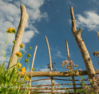 fileadmin/roha/images_galerie/Zaun-Bank/LANDA-ZAUN-SCHWEM-HO-0001-D-roha-Landart-Zaun-Schwemmholz-Oregano-Kraeuter-Blumen.png