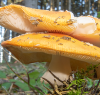 fileadmin/roha/random/galerie/NATUR-PILZ-FLIEG-0029-D-roha-Natur-Wald-Boden-Pilz-Schwammerl-Fliegenpilz.png