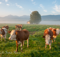 fileadmin/roha/images_galerie/Tiere/Kuh-Schaf-Pferd-Ziege/TIE-KUEHE-TEI-0002-D-roha-Tiere-Kuh-Herde-Herbst-Hochstaufen-Zwiesel-Teisenberg-Nebel-Weide.png