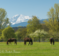 fileadmin/roha/images_galerie/Tiere/Kuh-Schaf-Pferd-Ziege/TIE-PFERD-0008-D-roha-Tiere-Pferd-Fruehling-Wiese-Weide-Petting-Zwiesel.png