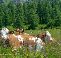 fileadmin/roha/images_galerie/Tiere/Kuh-Schaf-Pferd-Ziege/BGD-JENN-GOTZ-KUH-0004-D-roha-Berchtesgaden-Jenner-Gotzen-Alm-Kuh.png